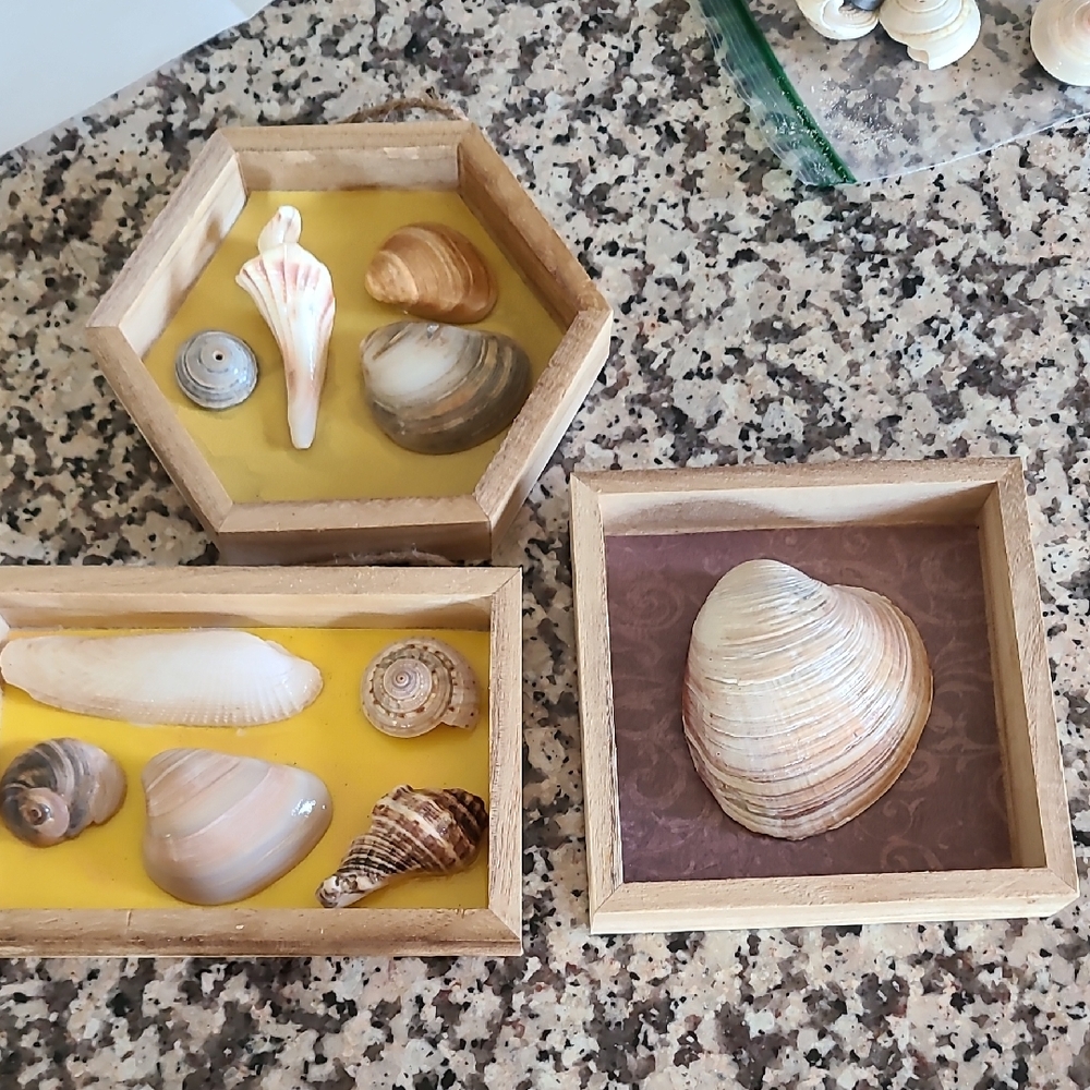 Coastal Seashell Display Box Set
